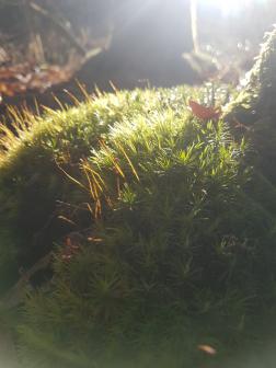 Calendrier et livre d'or : Nature Sacrée